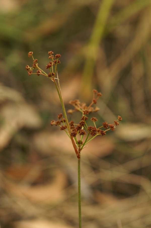 Juncus caespiticius